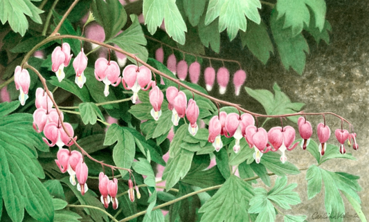 Bleeding Hearts