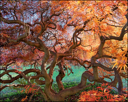 Ridgeway NCountry Tree