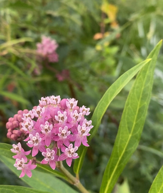 Gallery Garden Seeds